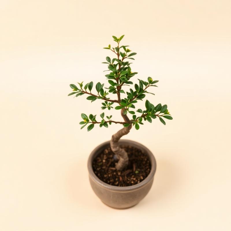 Ficus Ginseng